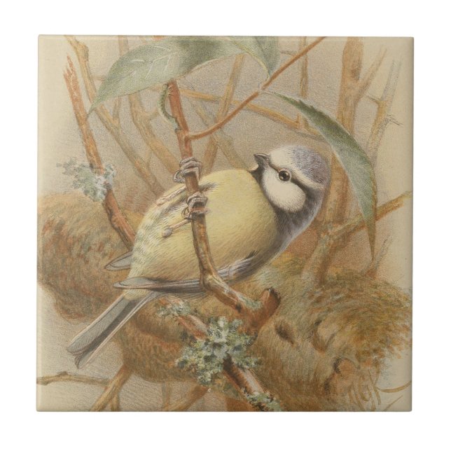 Vintageillustration av blåmes kakelplatta (Framsidan)