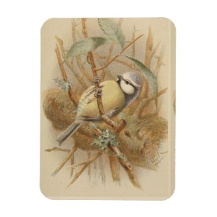 Vintageillustration av blåmes magnet