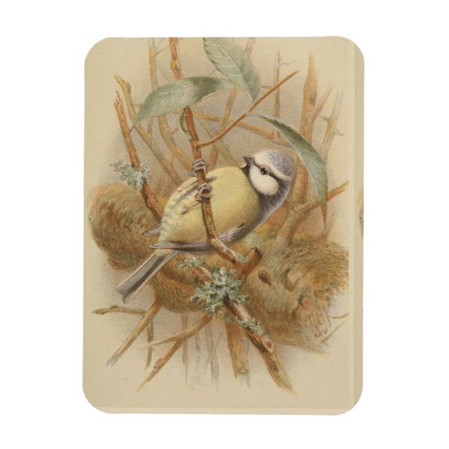 Vintageillustration av blåmes magnet (Vertikal)