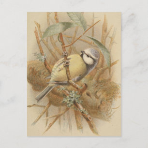 Vintageillustration av blåmes vykort
