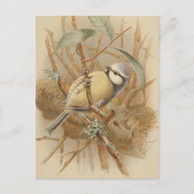 Vintageillustration av blåmes vykort (Framsida)