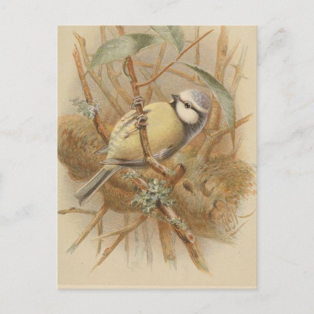 Vintageillustration av blåmes vykort (Framsida)