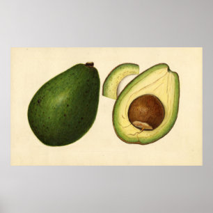 Vintageillustration av en avokado 2 poster