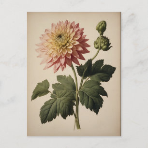 Vintageillustration av en dahlia vykort