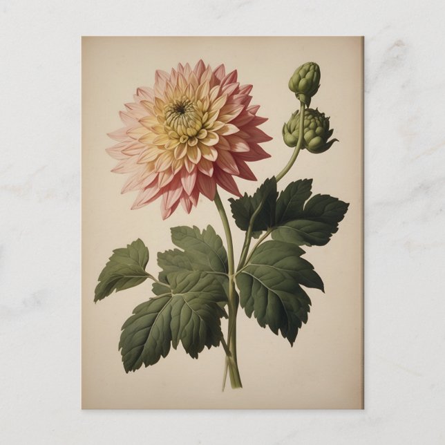 Vintageillustration av en dahlia vykort (Framsida)