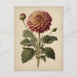 Vintageillustration av en Dahlia Vykort