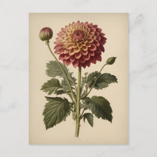 Vintageillustration av en Dahlia Vykort