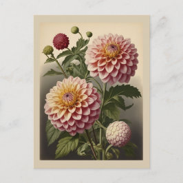 Vintageillustration av en Dahlia  Vykort