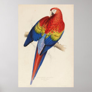 Vintageillustration av en Macawpapegoja (1832) Poster