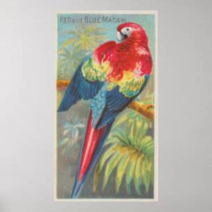 Vintageillustration av en Macawpapegoja (1889) Poster