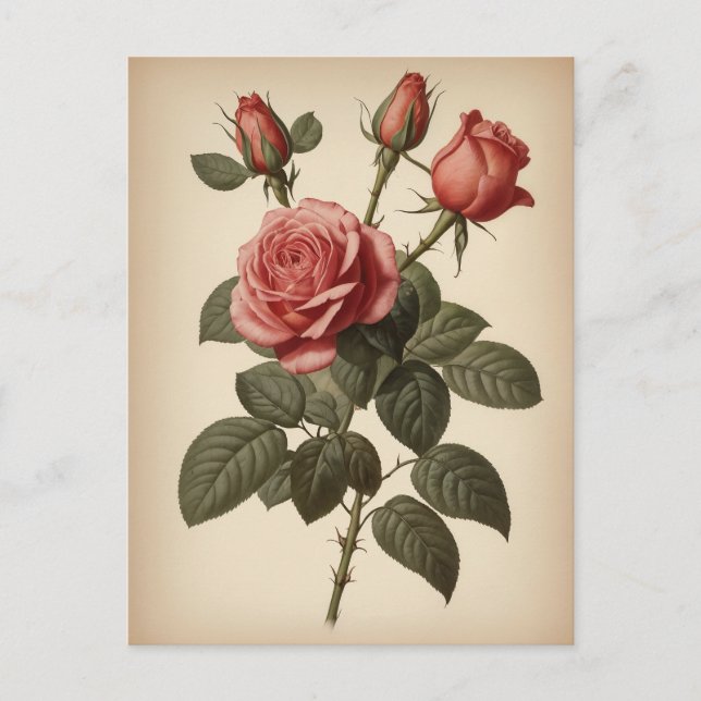 Vintageillustration av en ros vykort (Framsida)