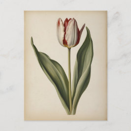 Vintageillustration av en tulpan vykort