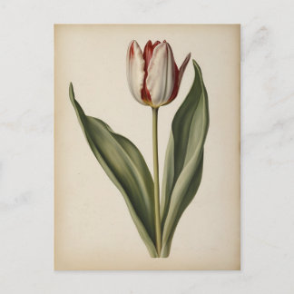 Vintageillustration av en tulpan vykort