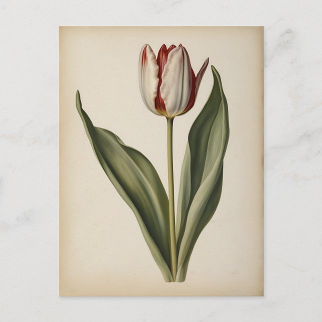 Vintageillustration av en tulpan  vykort (Framsida)
