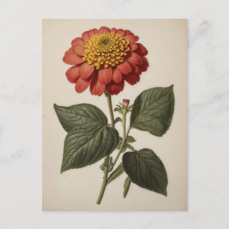Vintageillustration av en zinnia vykort