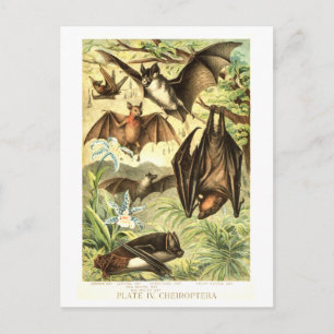 Vintageillustration av fladdermus vykort