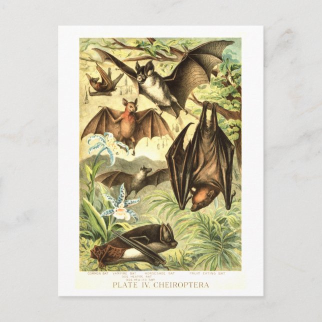 Vintageillustration av fladdermus vykort (Framsida)