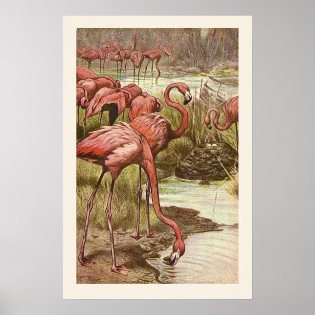 Vintageillustration av flamingo tryck (Framsidan)