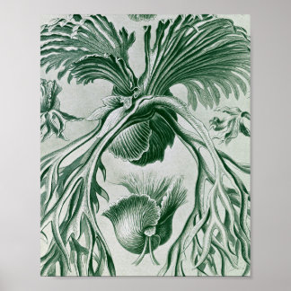 Vintageillustration av hjorthornorbotanik poster