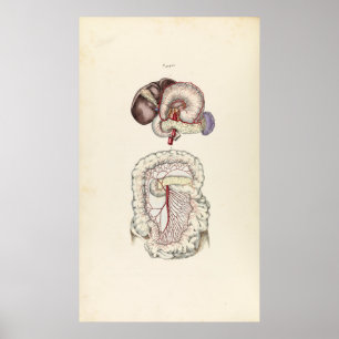 Vintageillustration av människadigestivkexsystemet poster