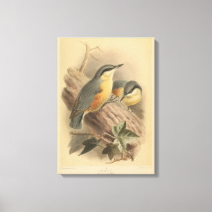 Vintageillustration av nötväcka canvastryck
