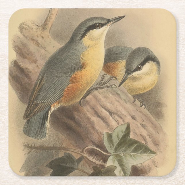 Vintageillustration av nötväcka underlägg papper kvadrat (Framsidan)
