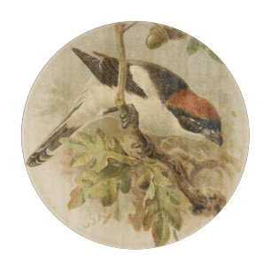 Vintageillustration av Rödhuvad törnskata