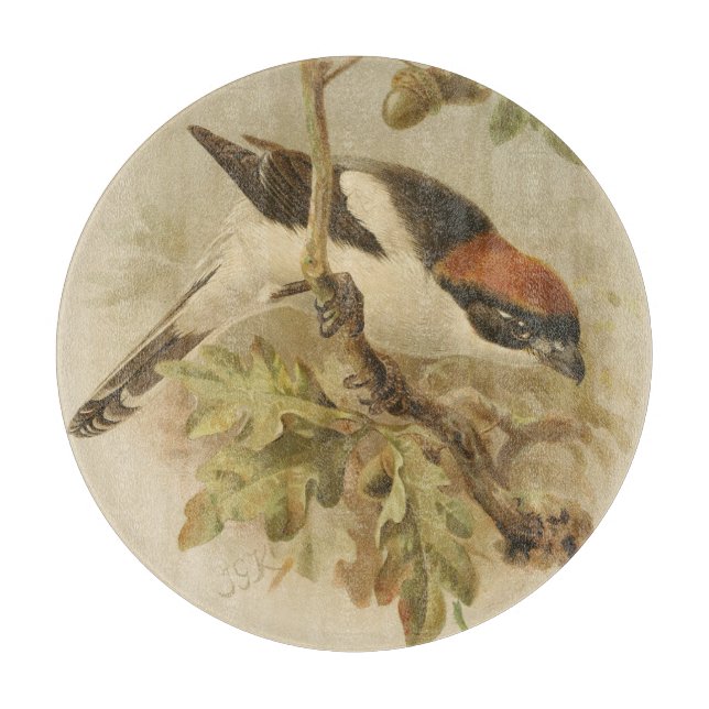 Vintageillustration av Rödhuvad törnskata (Framsidan)