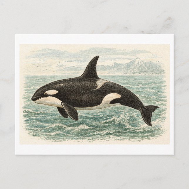 Vintageillustration av späckhuggare vykort (Framsida)