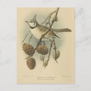 Vintageillustration av Tofsmes Vykort