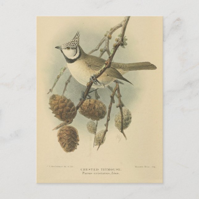 Vintageillustration av Tofsmes Vykort (Framsida)