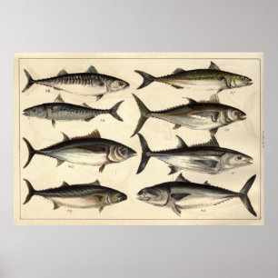 Vintageillustration av tonfiskar, Mackerels & Poster