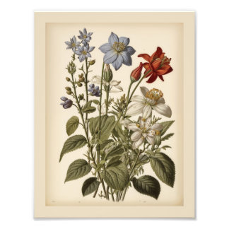 Vintageillustration av vilda blommor fototryck