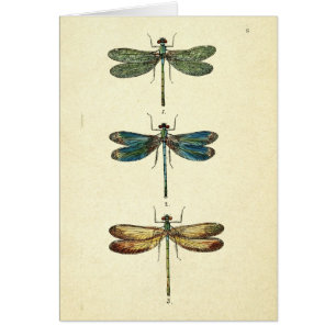 Vintageillustration, tre sländor hälsningskort