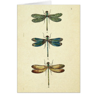 Vintageillustration, tre sländor hälsningskort