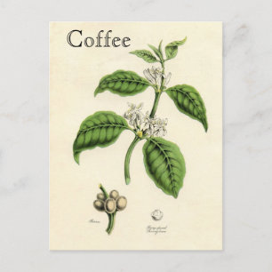 Vintagekaffeväxt Vykort