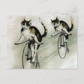 Vintagekatter på cyklar vykort