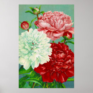 Vintagekonst vintage blomster Peonies tryck