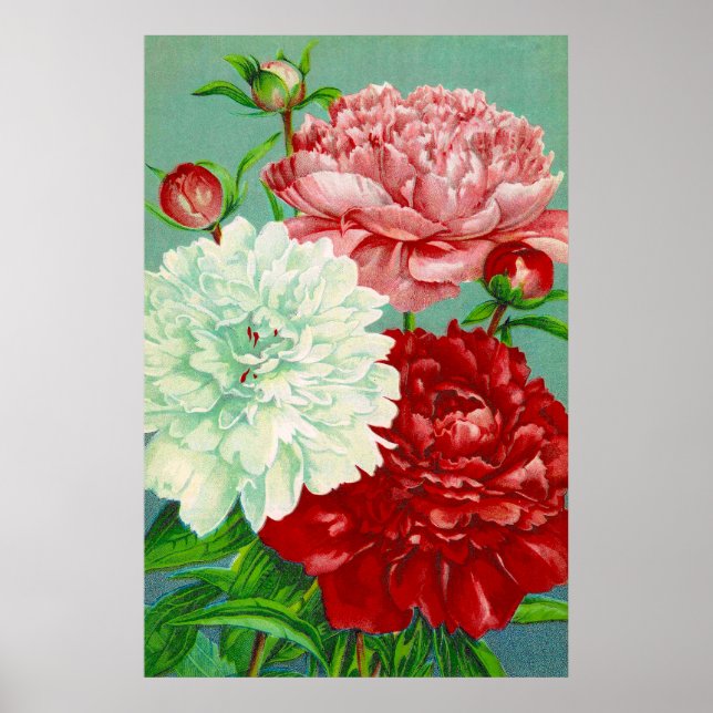 Vintagekonst vintage blomster Peonies tryck (Framsidan)