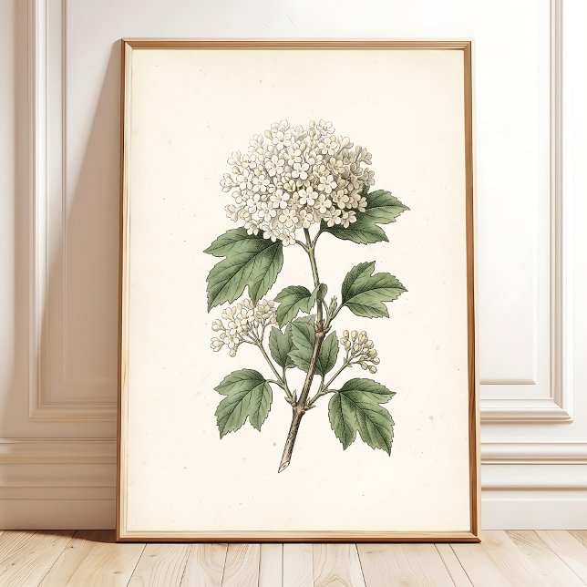 Vintagekonsttryck av botaniska motiv för gallerivä poster (Skapare uppladdad)