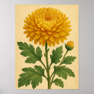 Vintagekrysantemum på väderbitet papper poster