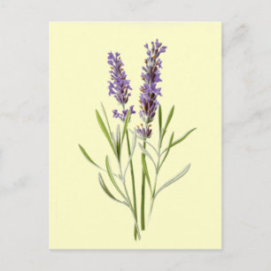 Vintagelavendelillustration Vykort