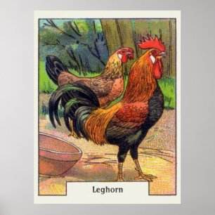 VintageLeghornhöna Poster