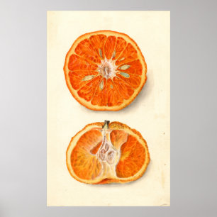 Vintagemålning av Tangerines Poster