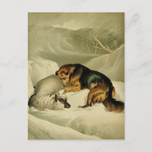 Vintagemålning: Tysk herde i snön Vykort (Framsida)