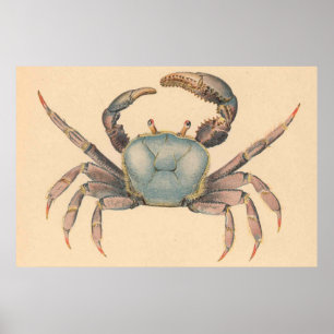 VintageMangrovekrabba Illustration (1902) Poster