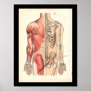 Vintagemänniskamuskel och Skeletal anatomitryck Poster