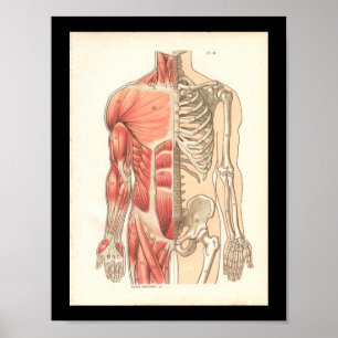 Vintagemänniskamuskel och Skeletal anatomitryck Poster