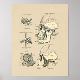 Vintagemänniskaskallen benar ur tryck 1880
