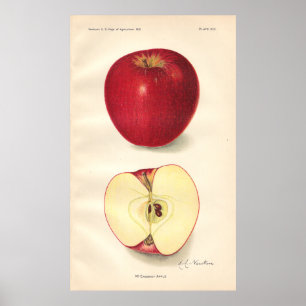 VintageMcCroskey Apple affisch